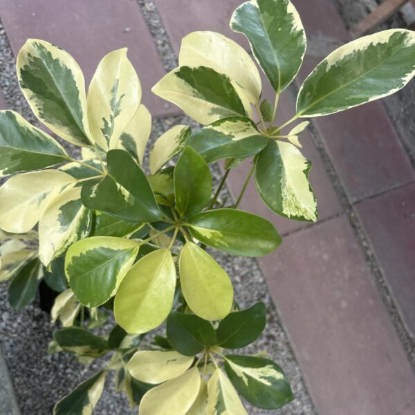 SCHEFFLERA CHINA