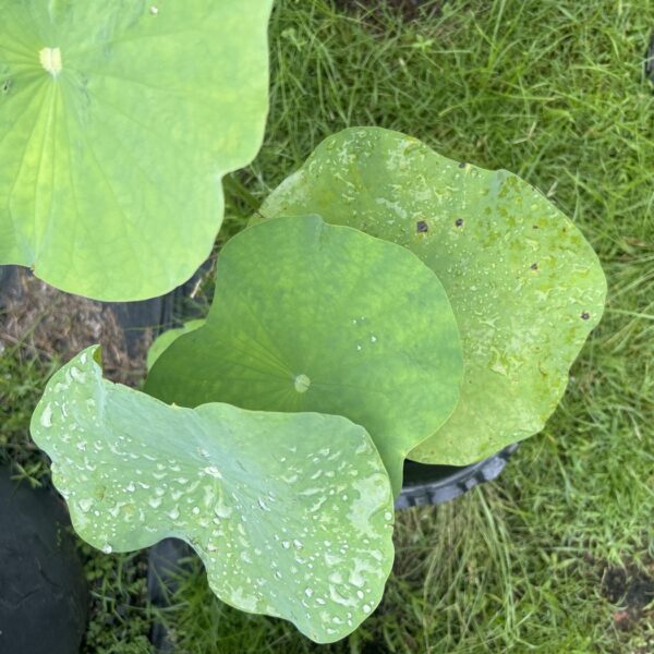 LOTUS -NEW GFN