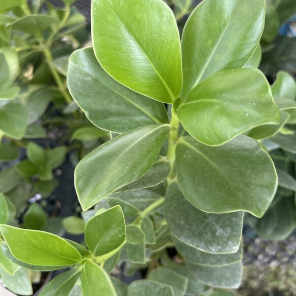 CLUSIA ROSEA