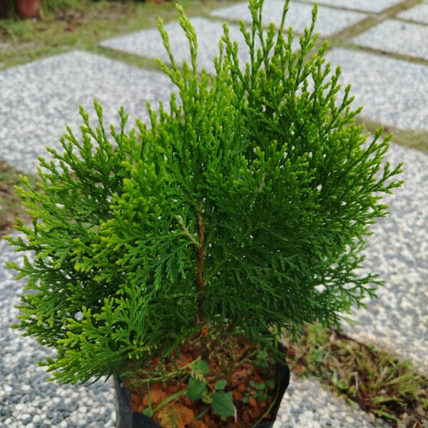 PLATYCLADUSV ORIENTALIS