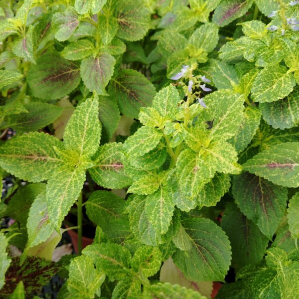 COLEUS 150PT