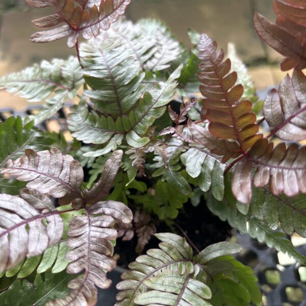PTERIS EVERGEMIENSIS 120MM