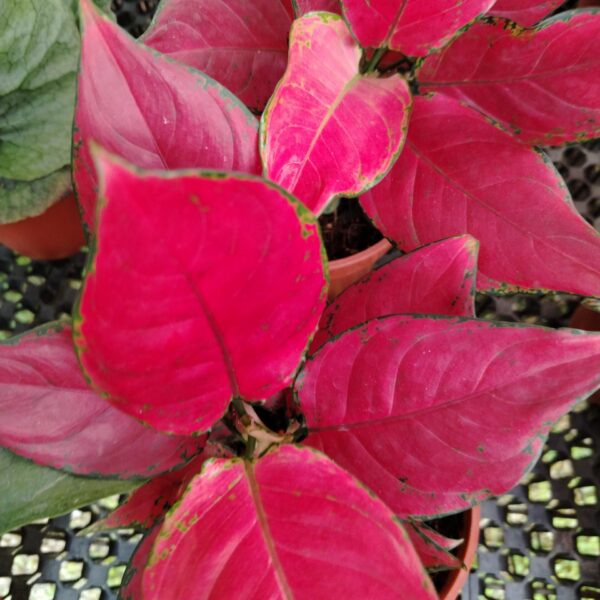 AGLAONEMA RED HAZE