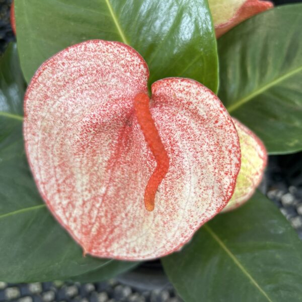 ANTHURIUM SCHERZERIANUM