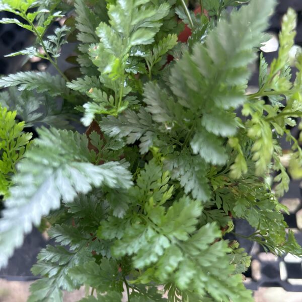 DAVALLIA BULLATA