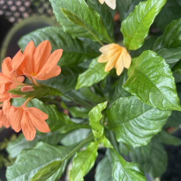 CROSSANDRA MIX