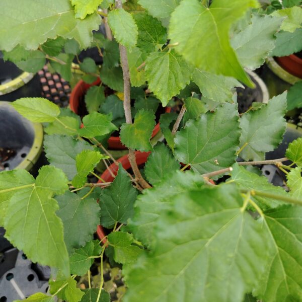 MULBERRY