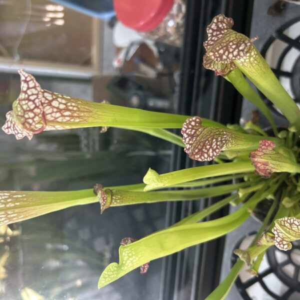 SARRACENIA 105MM