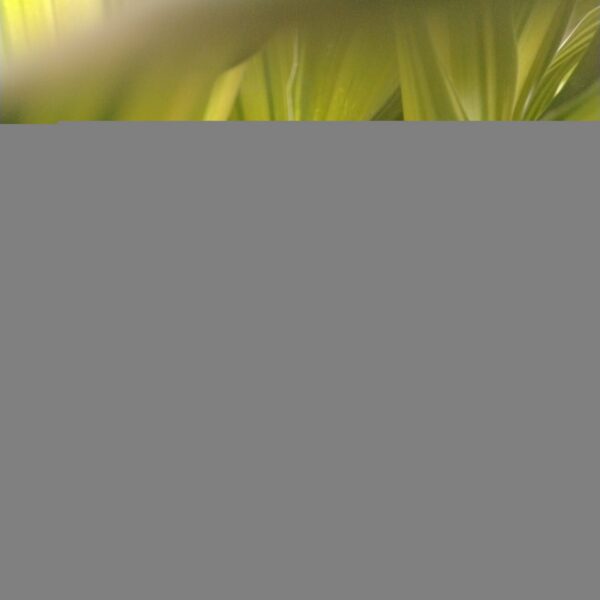 DRACAENA FRAGRANS 3STEMS