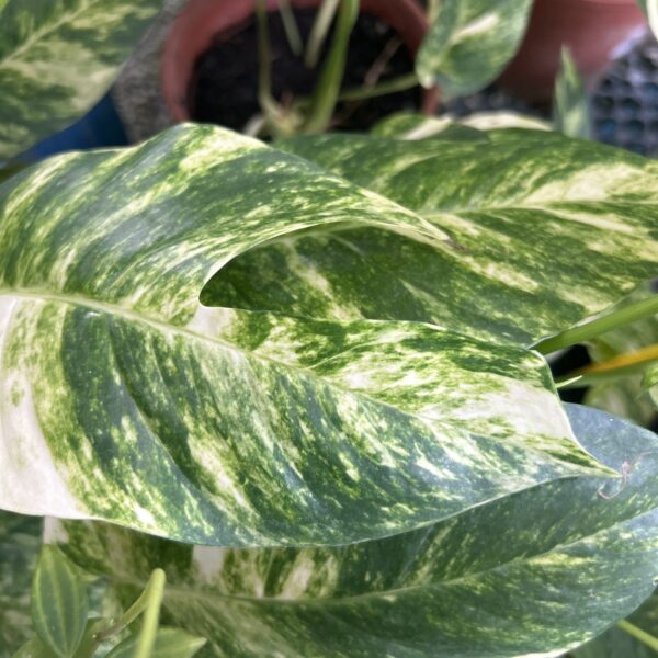 EPIREMNUM PINNATUM YELLOW