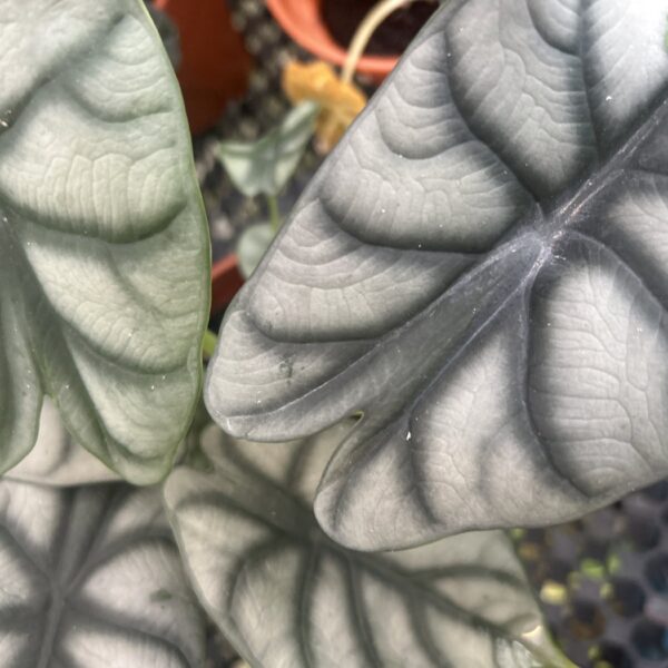 ALOCASIA SILVER DRAGON