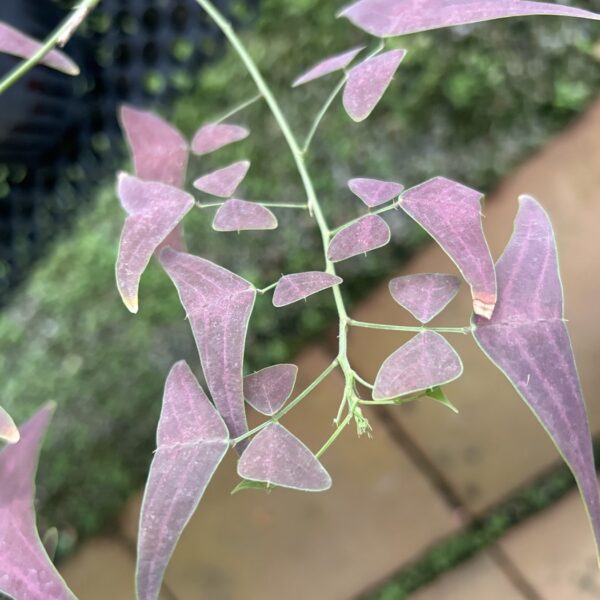 OXALIS RED/CHRISTIA