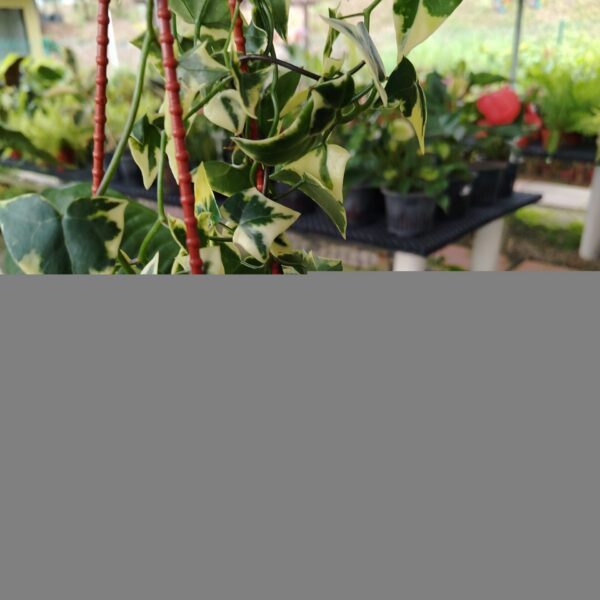 IVY SENECIO