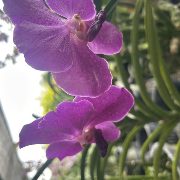 ORCHID VANDA MIX