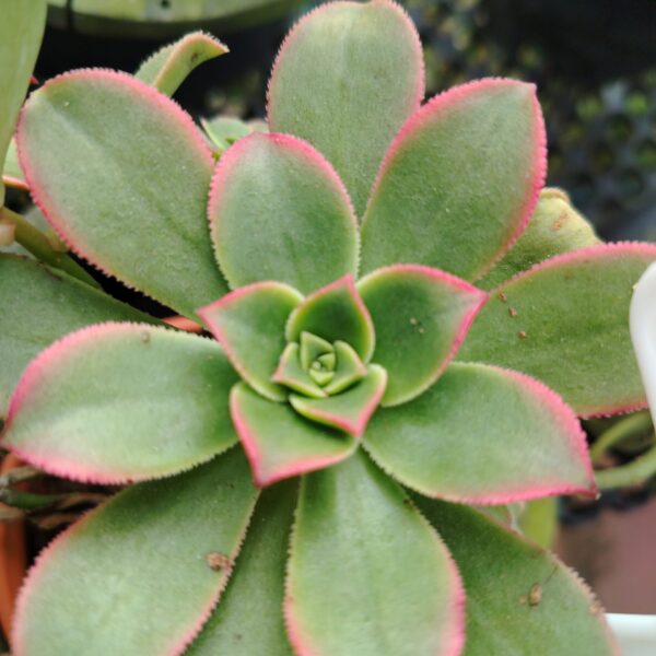 AEONIUM HAWORTHII KIWI
