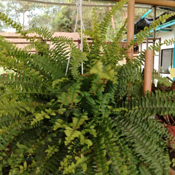 BONSTON FERN (NEPHROLEPIS)