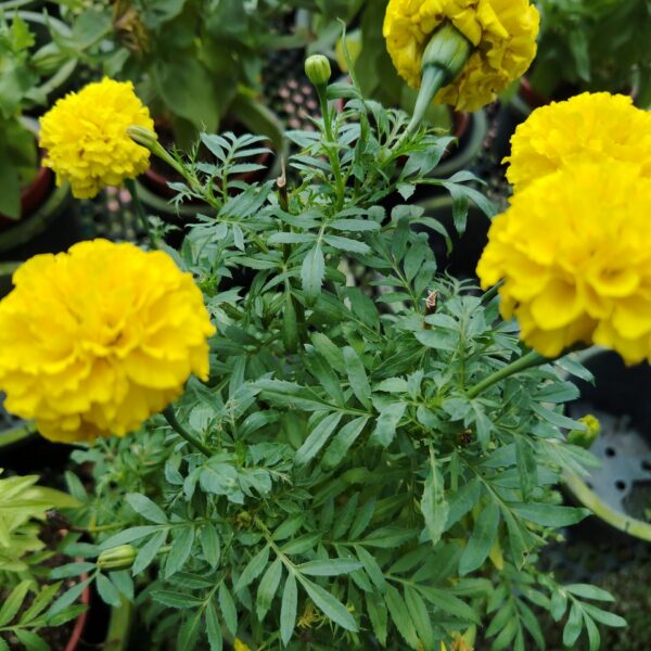 MARIGOLD POLYBAG-YELLOW