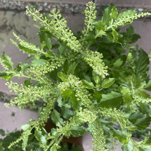 HOLY BASIL
