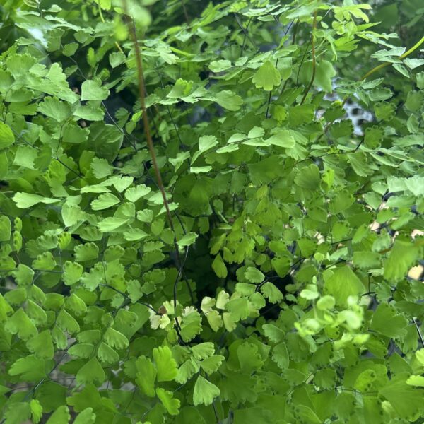 ADIANTUM FRANGRANS