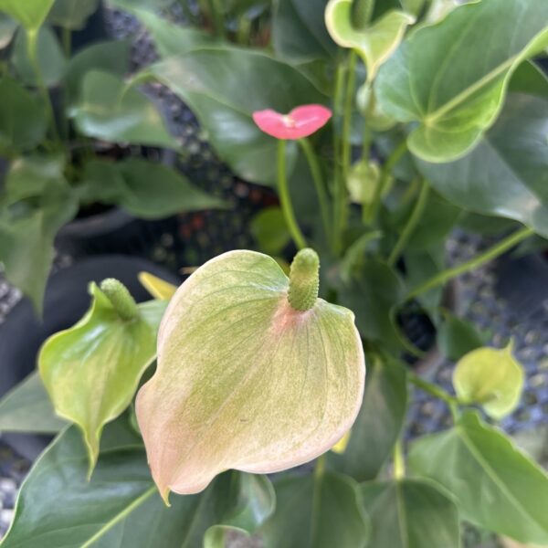 ANTHURIUM PINK CHAMPION