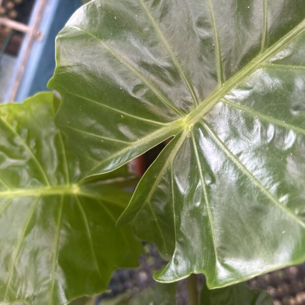 ALOCASIA LOW RIDER