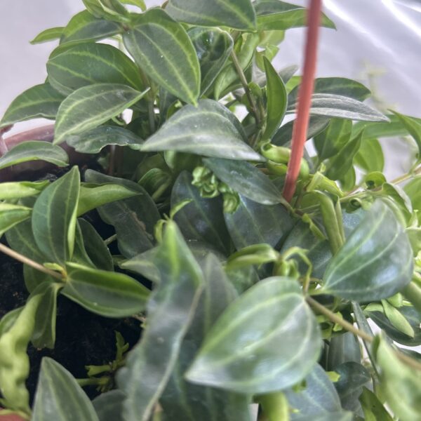 PEPOROMIA PARALLEL