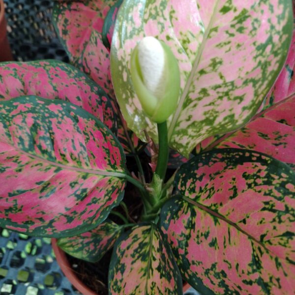 AGLAONEMA RED WISH