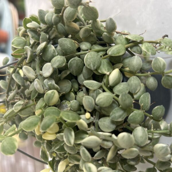 DISCHIDIA BUTTON WHITE