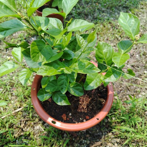JASMINE 150PT