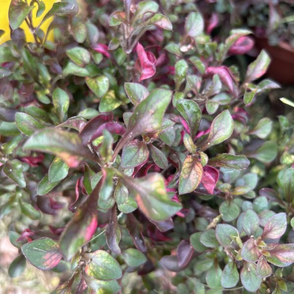 ALTERNANTHERA