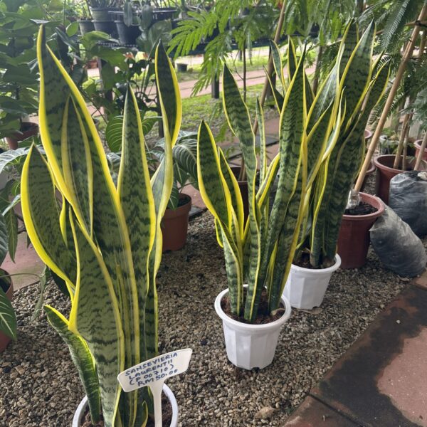 SANSEVIERIA LAURENTII