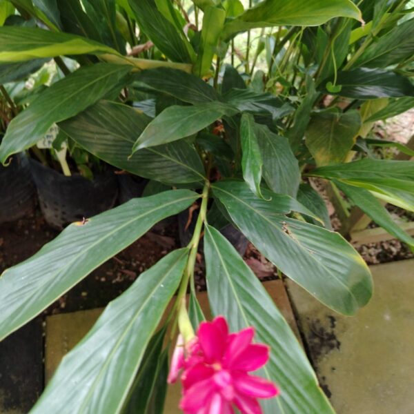 ALPINIA PURPURATA 14X14