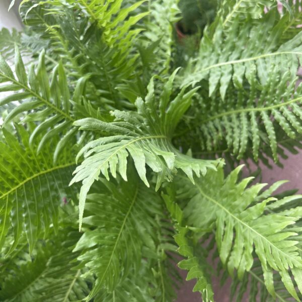 BLECHNUM SILVER LADY 622PT