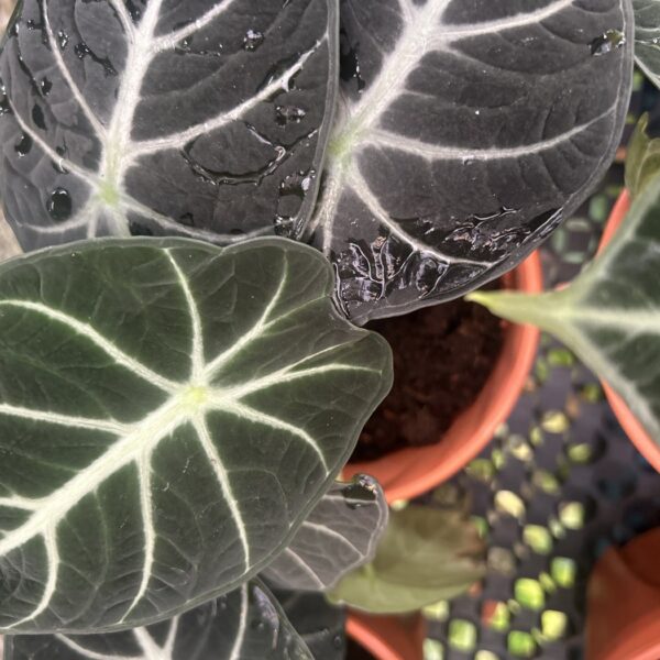 ALOCASIA NINJA