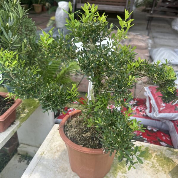 BUXUS BONSAI