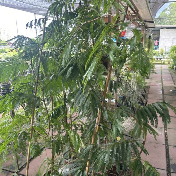 COJOBA ARBOREA