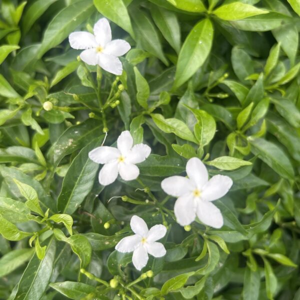 ERVARTAMIA GREEN