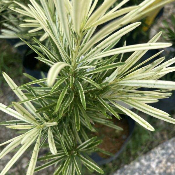 PODOCARPUS 'TIGER SPOTTED' 9X9