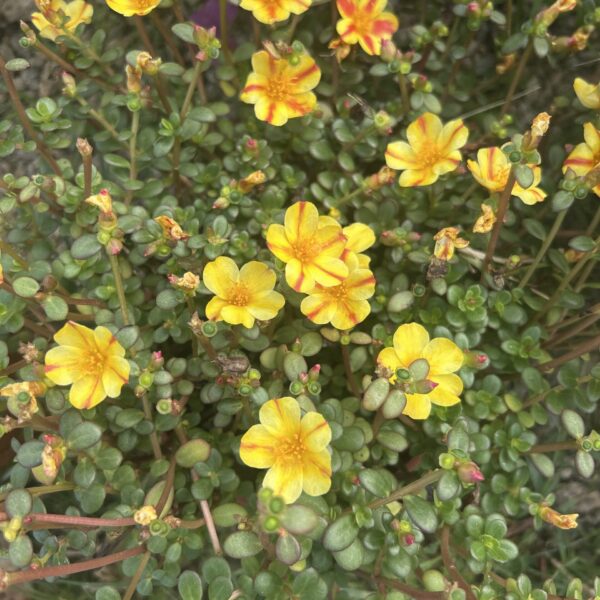 PORTULACA TOUCAN