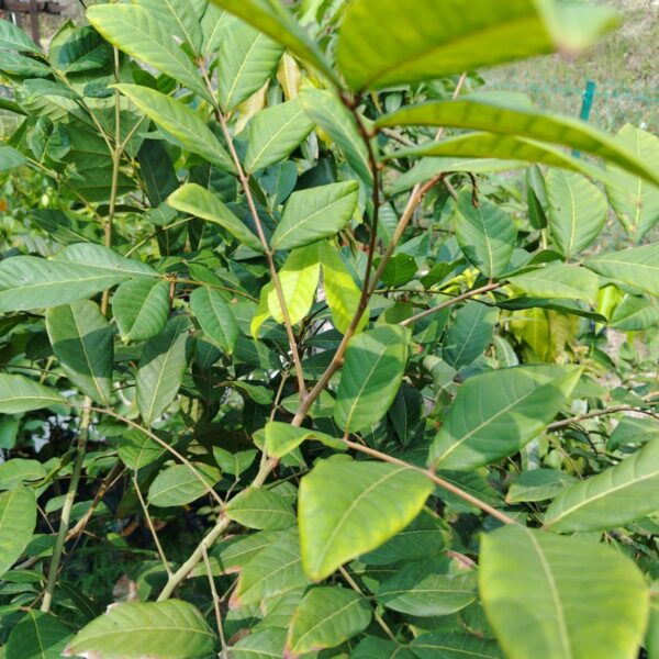 RAMBUTAN