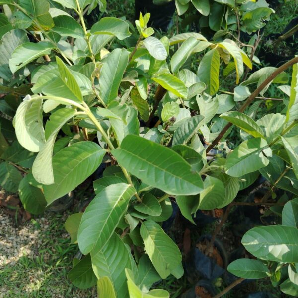 JAMBU BATU LOHAN