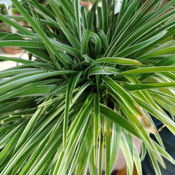 SPIDER PLANT
