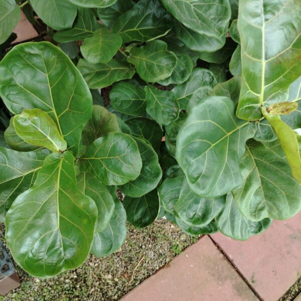 FICUS LYRATA 3IN1