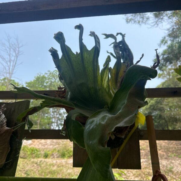 TANDUK RUSA