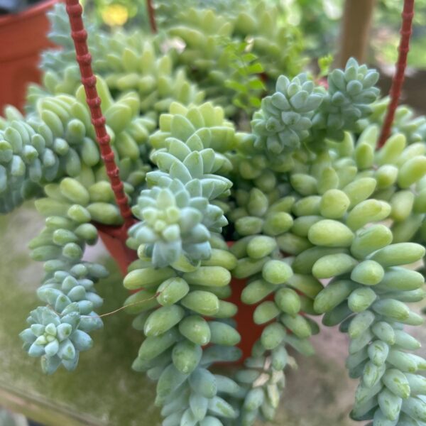 SEDUM BURRITO