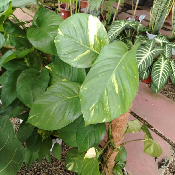 MONEY PLANT 3FT
