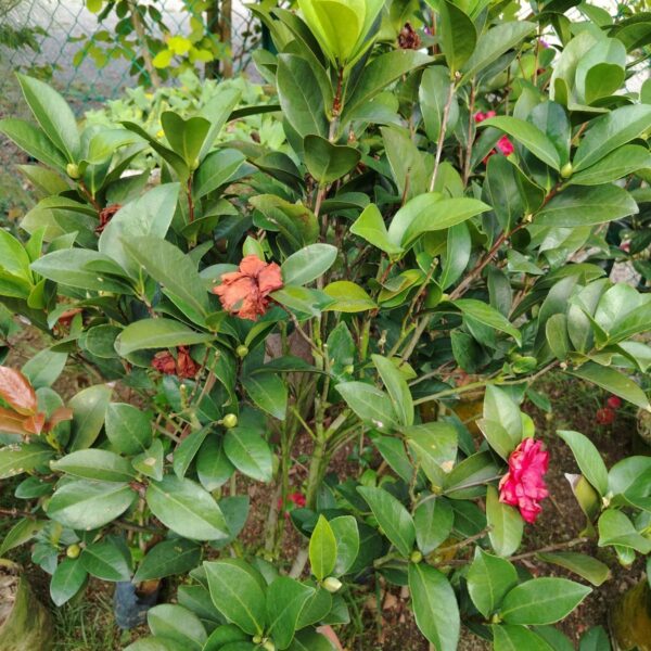 CAMELIA HYBRID (BIG)