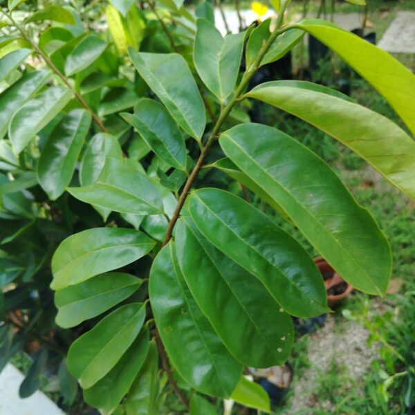 DURIAN BELANDA