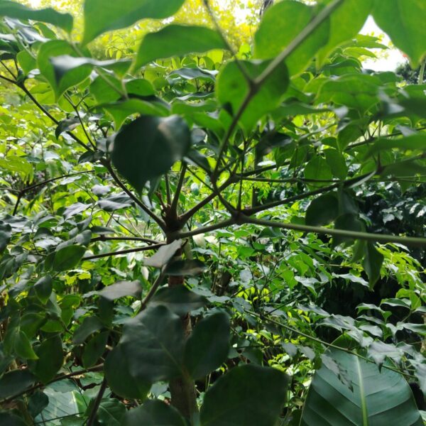 HETELOPANEX FRAGRANS S