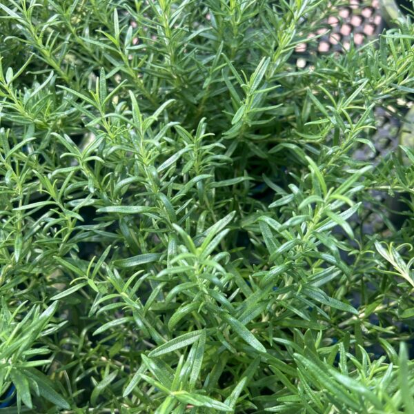 ROSEMARY STANDING (GFN)